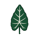 Alocasie