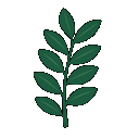 Zamioculcasy