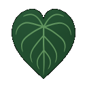 Anthuria