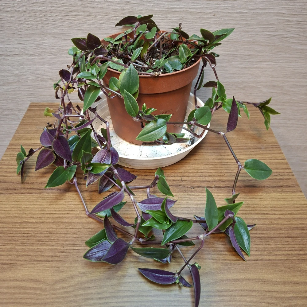 Tradescantia Fluminensis