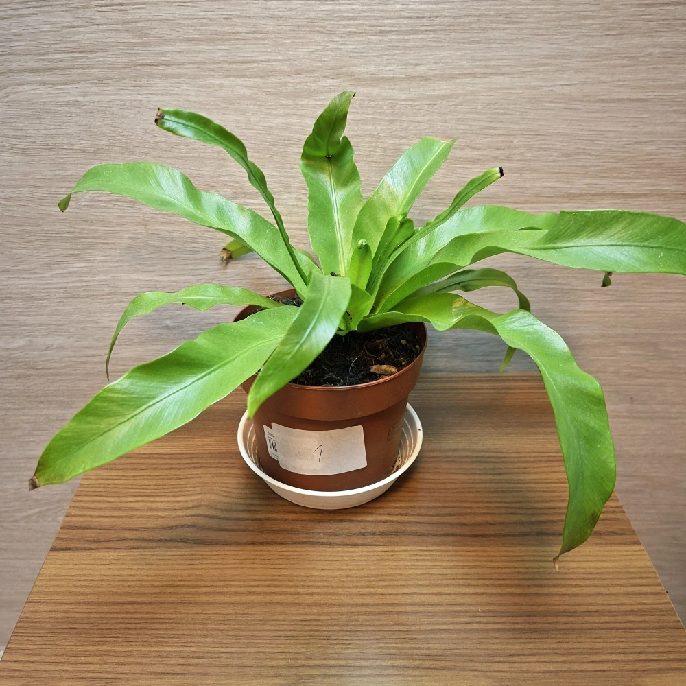 Asplenium Antiquum