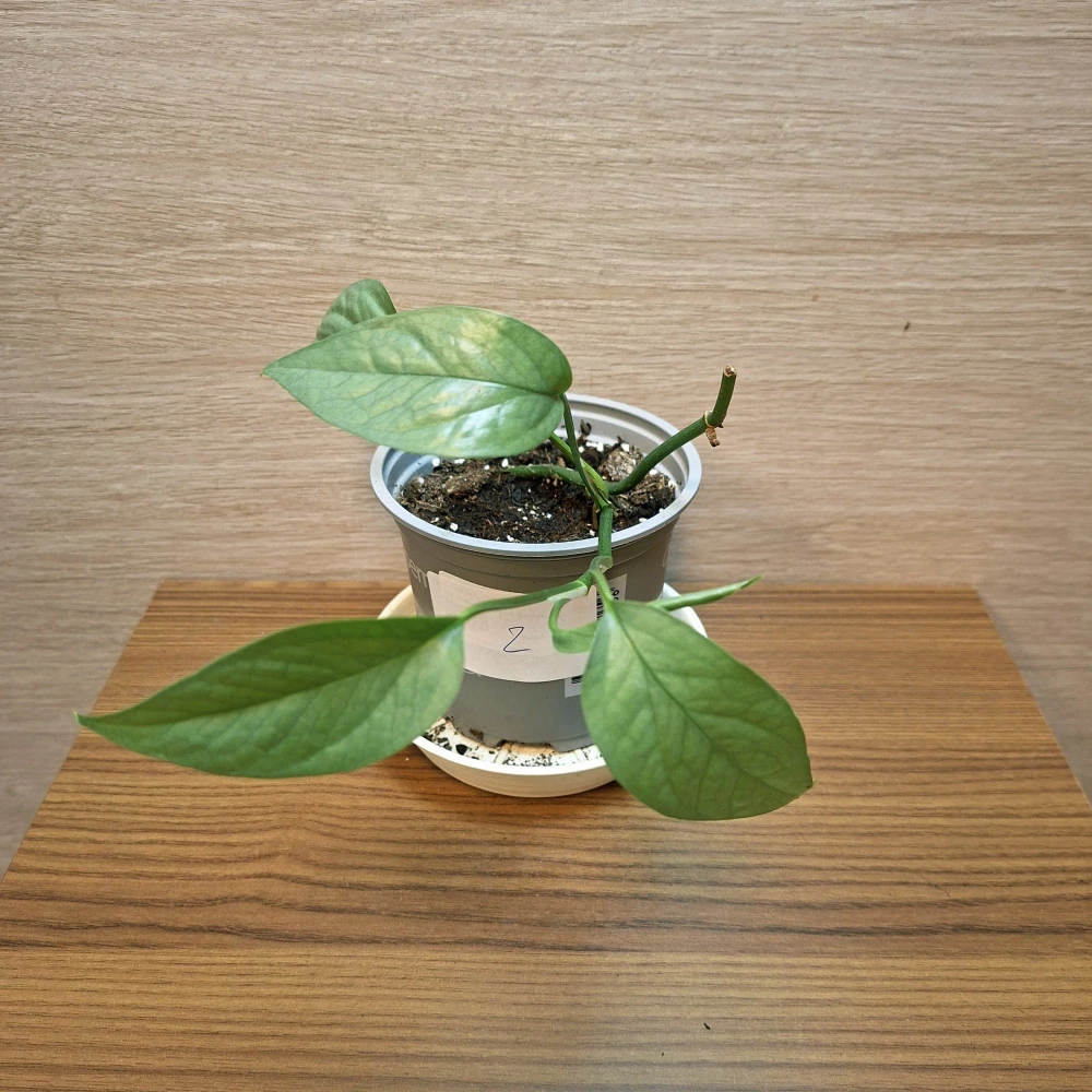 Epipremnum Pinnatum Cebu Blue č2