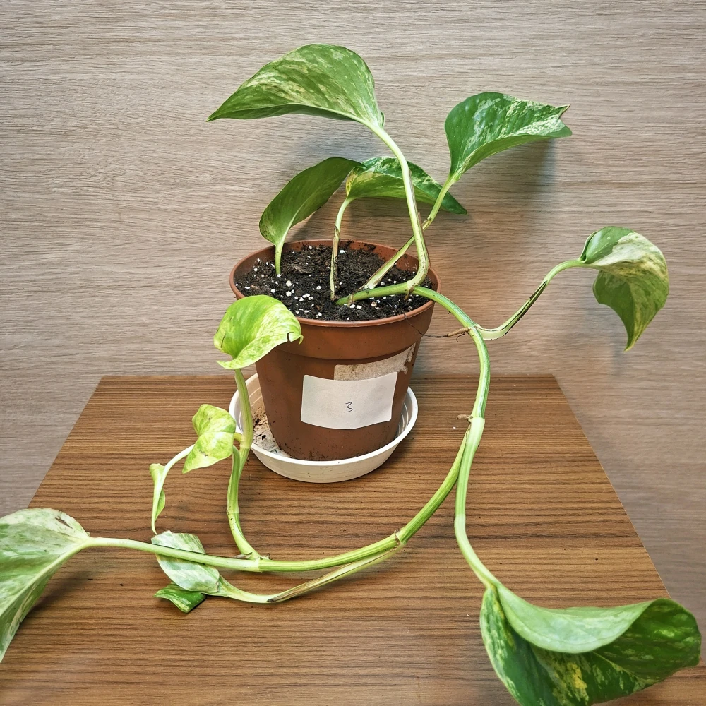 Epipremnum Pinnatum Marble Queen č3