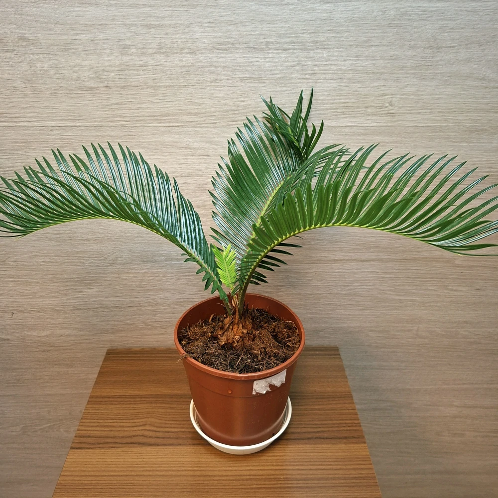 Cycas Revoluta č1