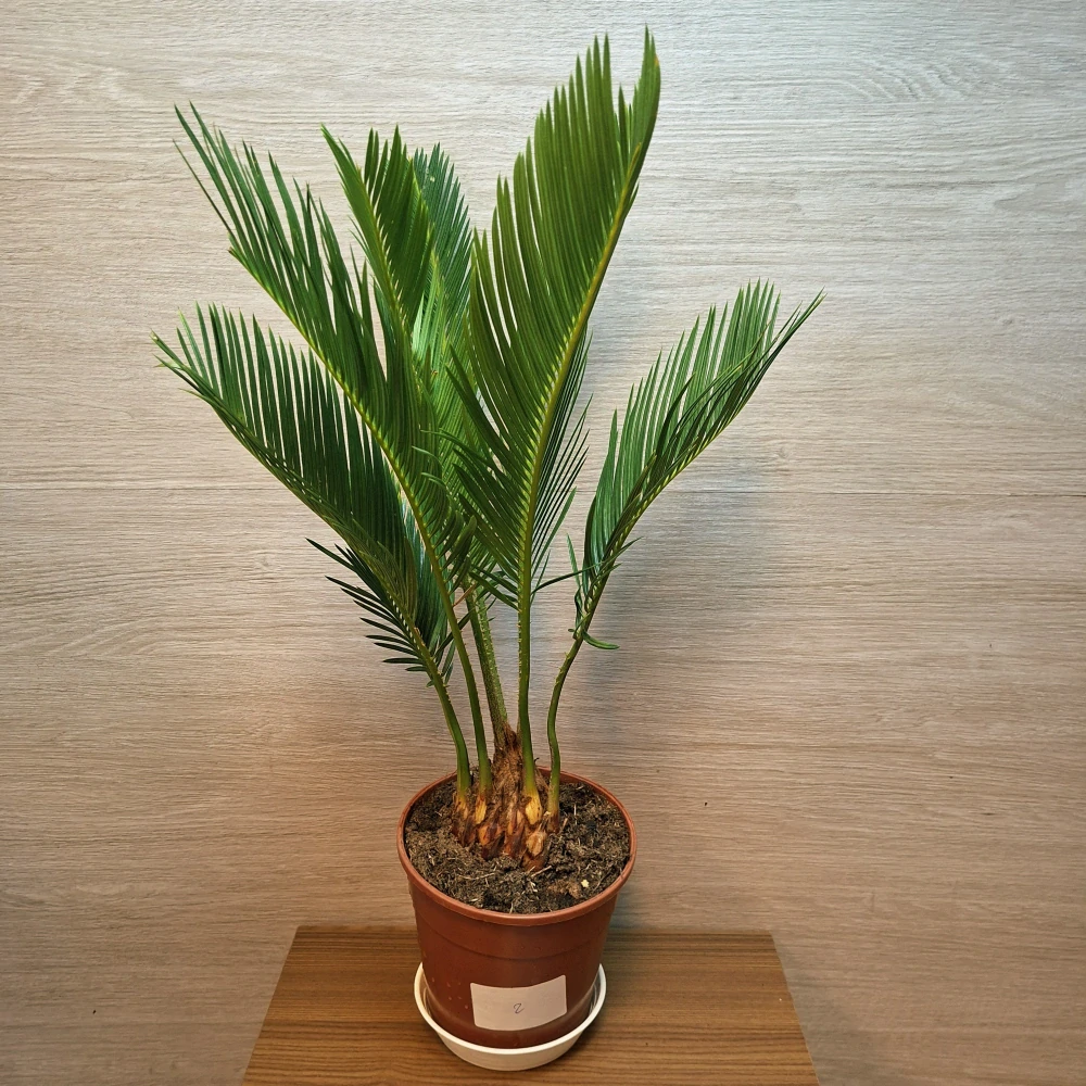 Cycas Revoluta č2