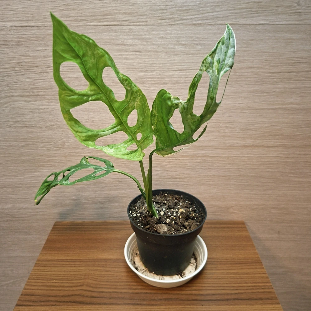 Monstera Adansonii Indonesian Marble č1