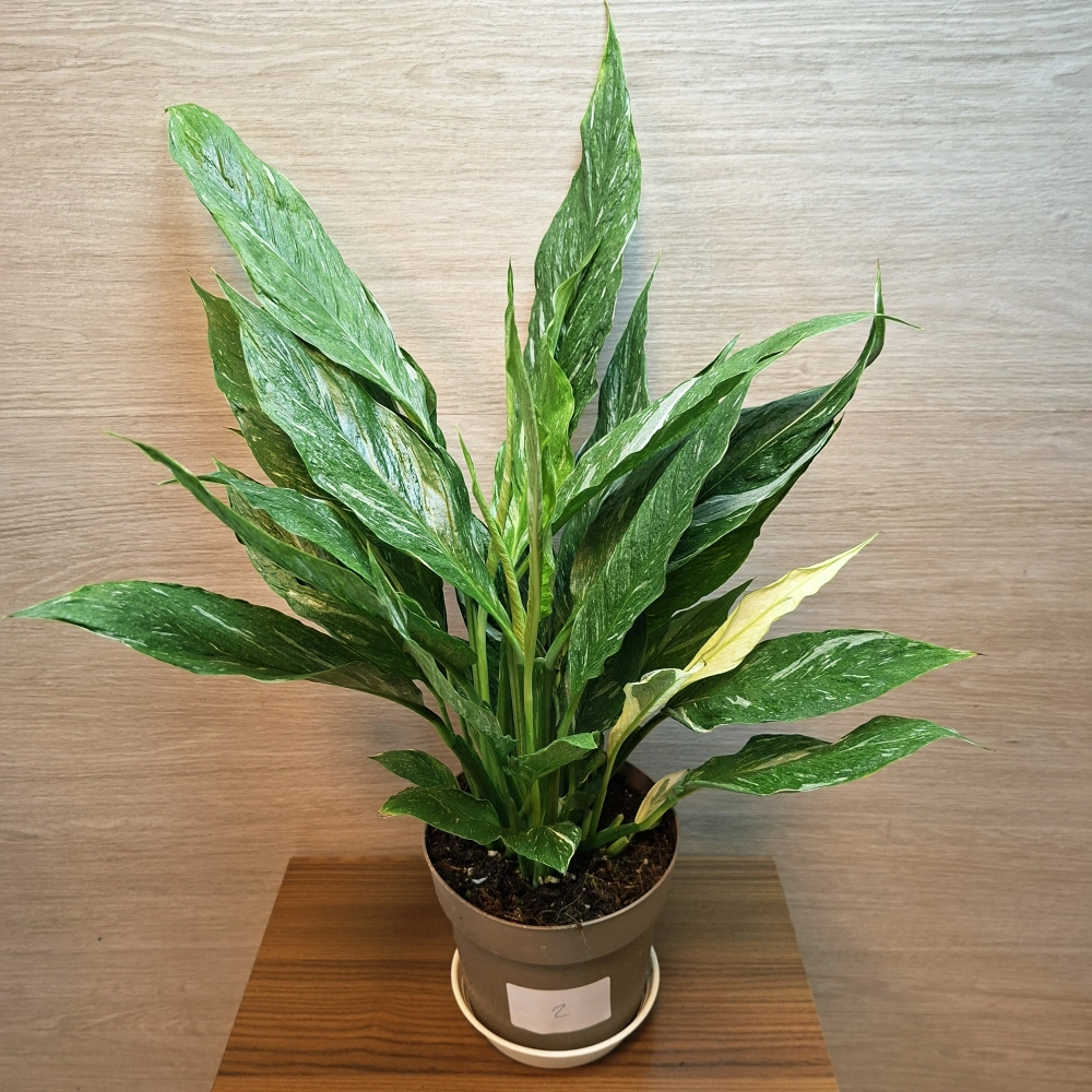 Spathiphyllum Diamond Variegata č2