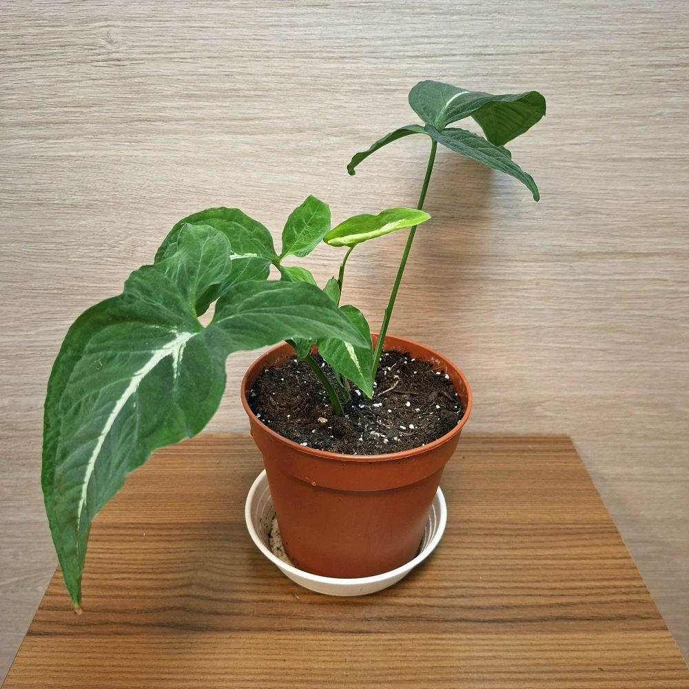 Syngonium Wendlandii č1