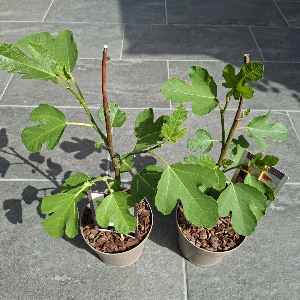Ficus Carica