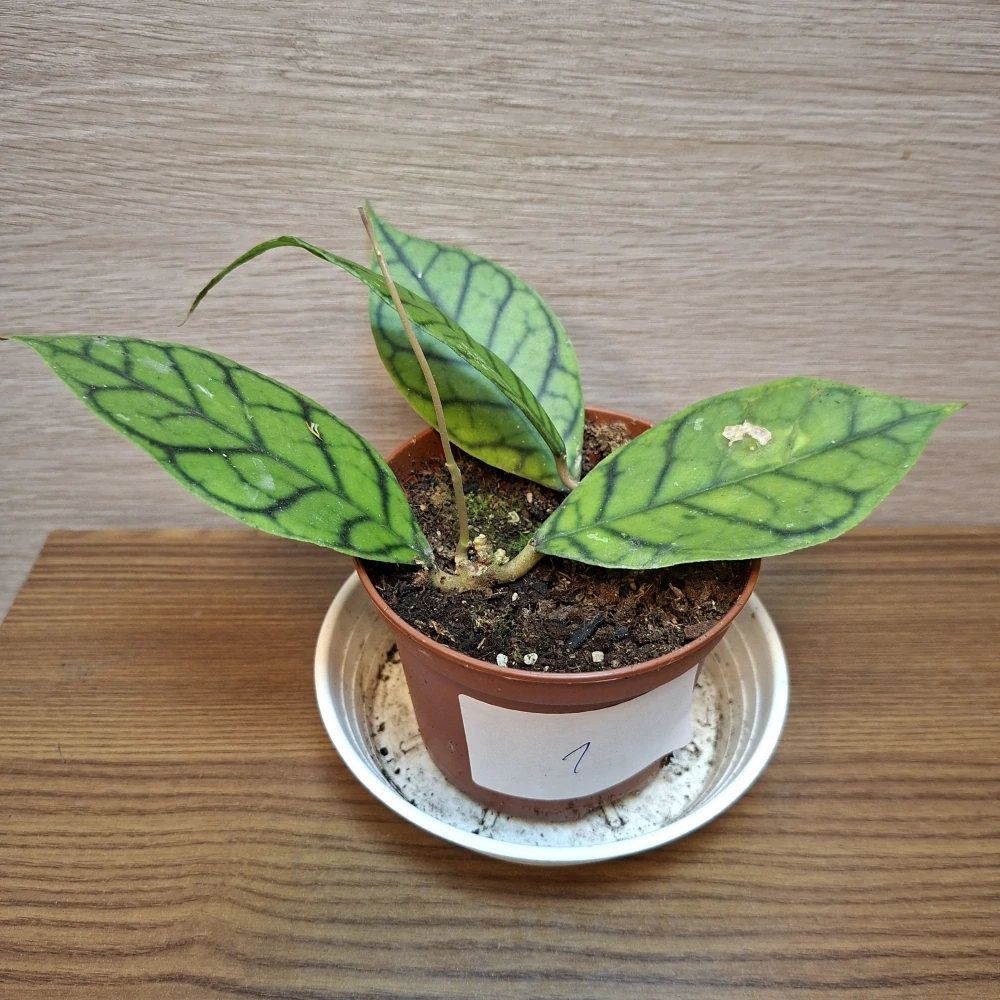 Hoya Callistophylla č1