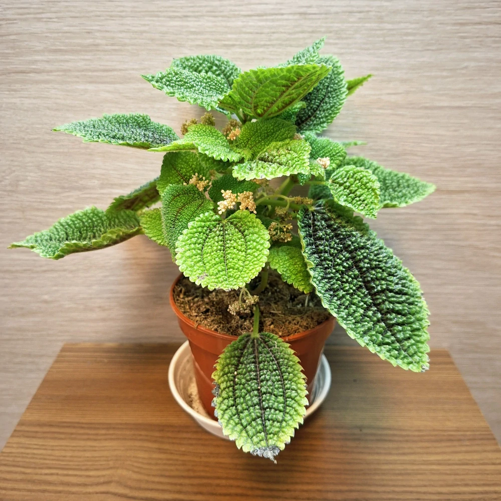Pilea Moon Valley