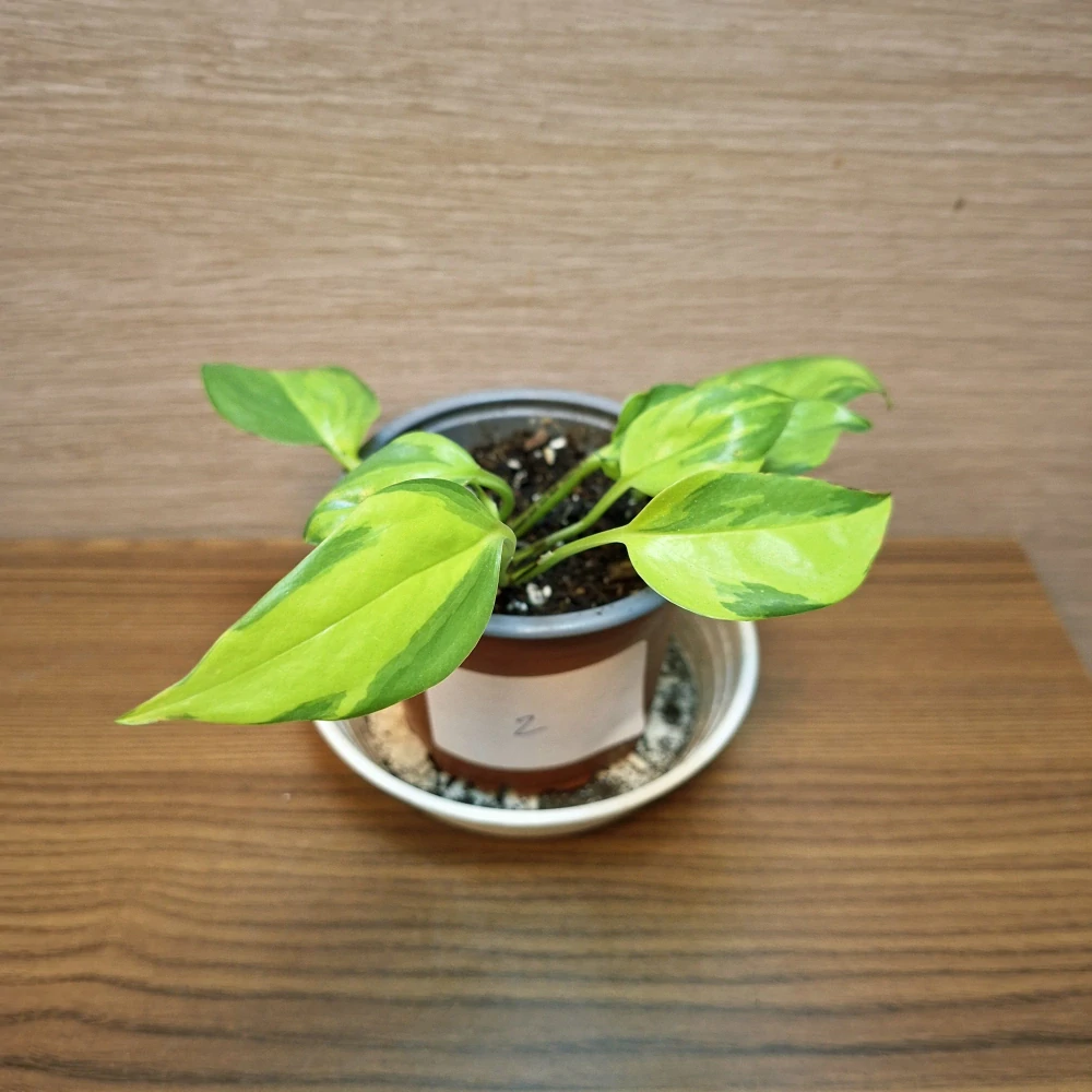 Epipremnum Pinnatum Kiwi č2