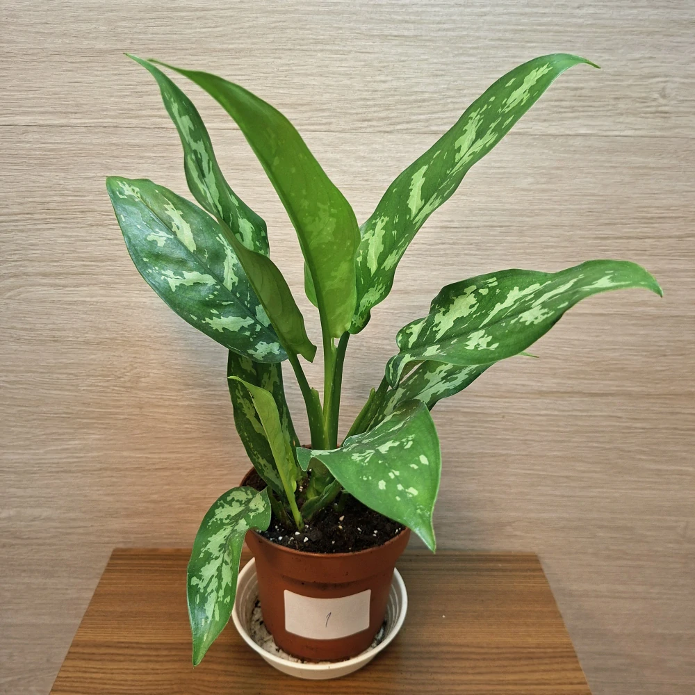 Aglaonema Maria č1