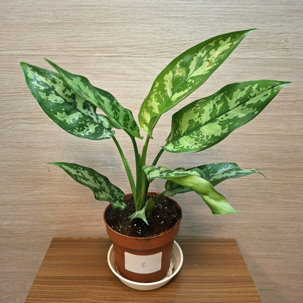 Aglaonema Maria č2