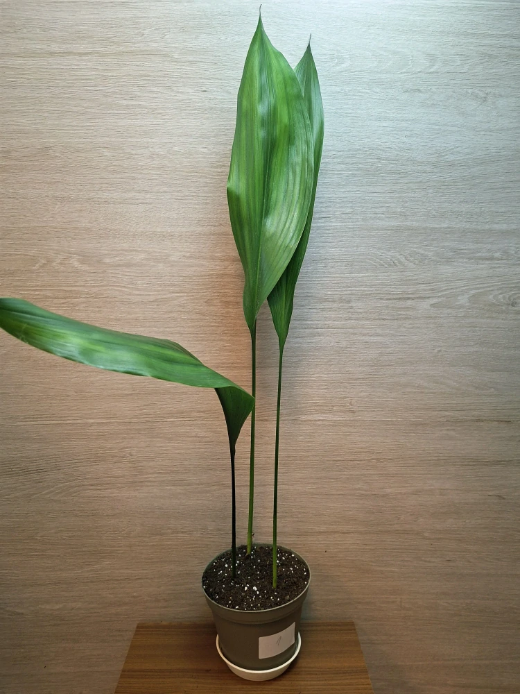 Aspidistra Elatior "L" č1