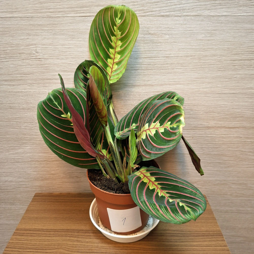 Maranta Leuconeura Fascinator č1
