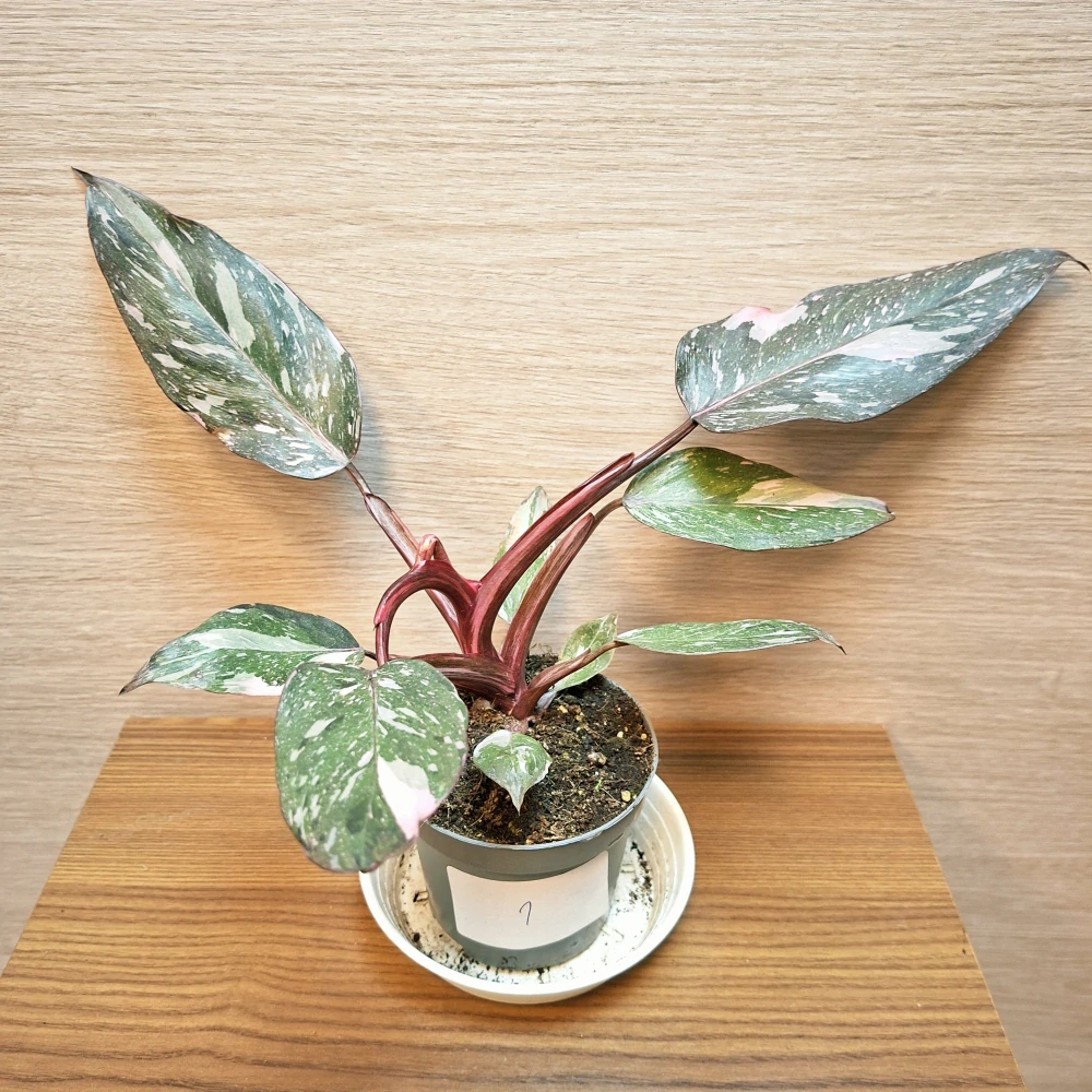 Philodendron Pink Princess č1