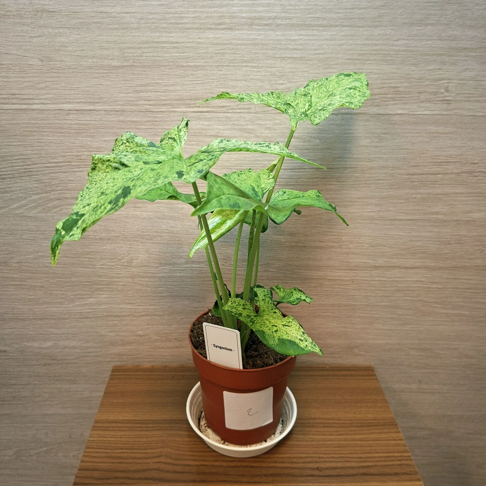 Syngonium Mottled č2