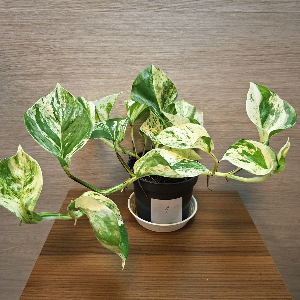 Epipremnum Pinnatum Happy Leaf č1