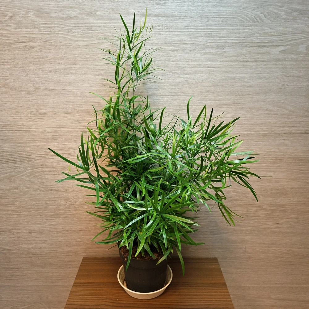 Asparagus Falcatus