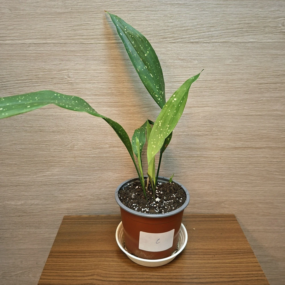 Aspidistra Elatior Milky Way "S" č2