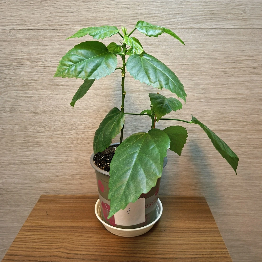 Hibiscus Sinensis Rosa č1