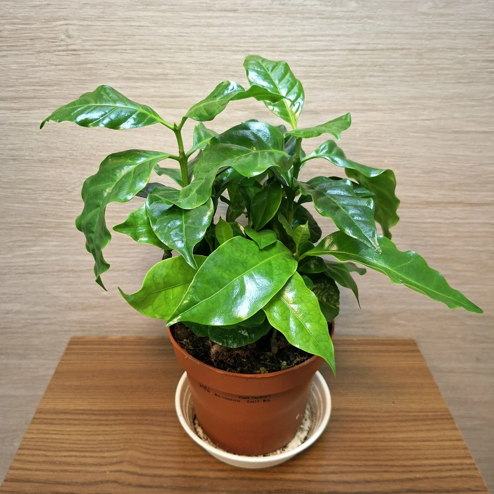 Coffea Arabica č1