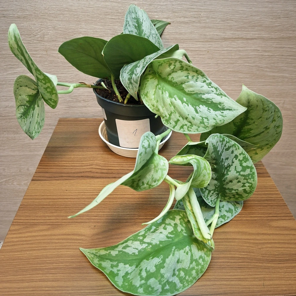 Scindapsus Pictus Trebie č1