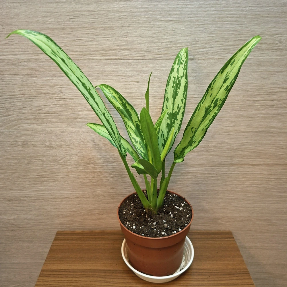 Aglaonema Cutlas "S"