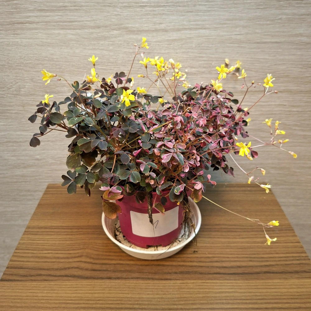 Oxalis Vulcanicola č1