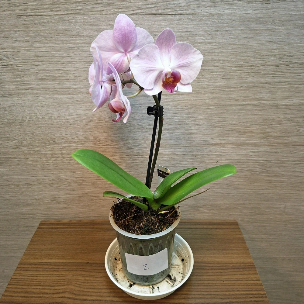 Phalaenopsis Mini č2