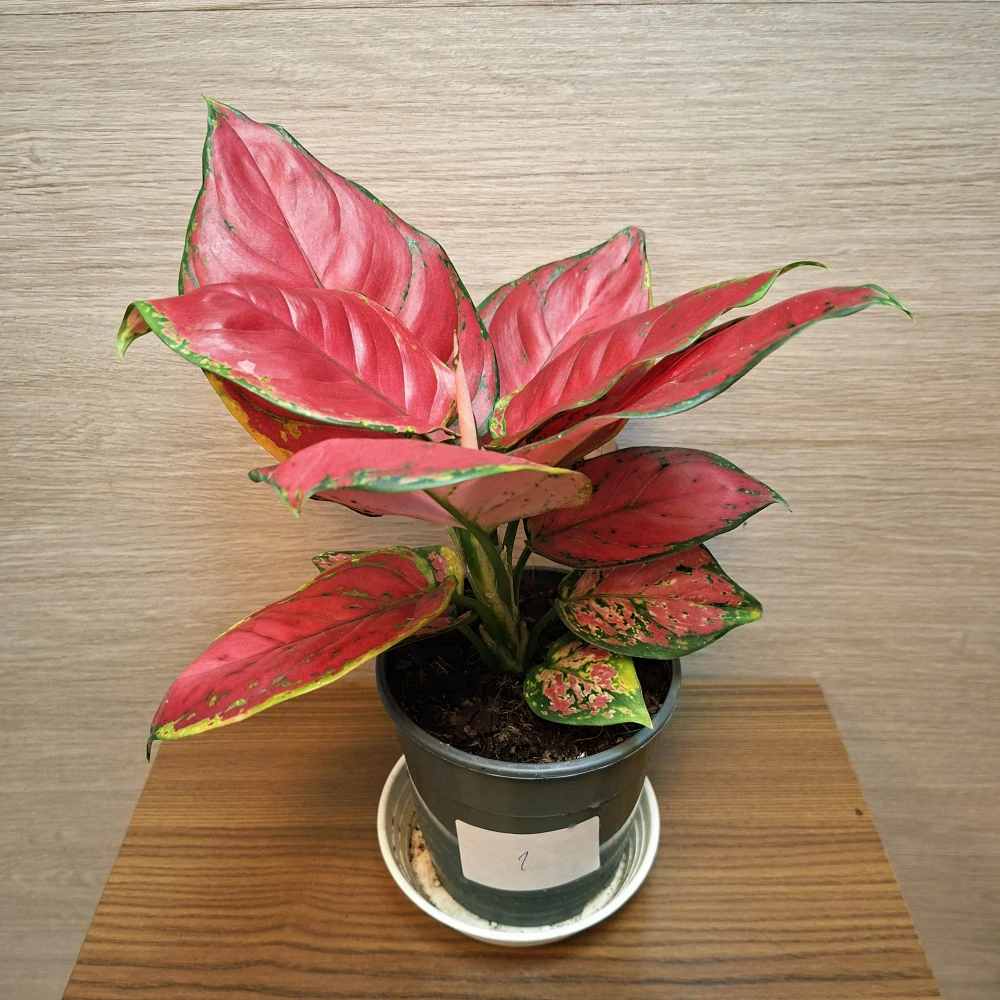 Aglaonema Red Joy č1
