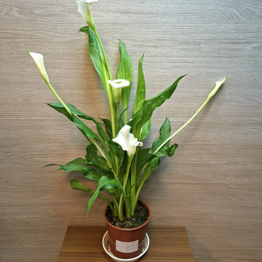Zantedeschia White