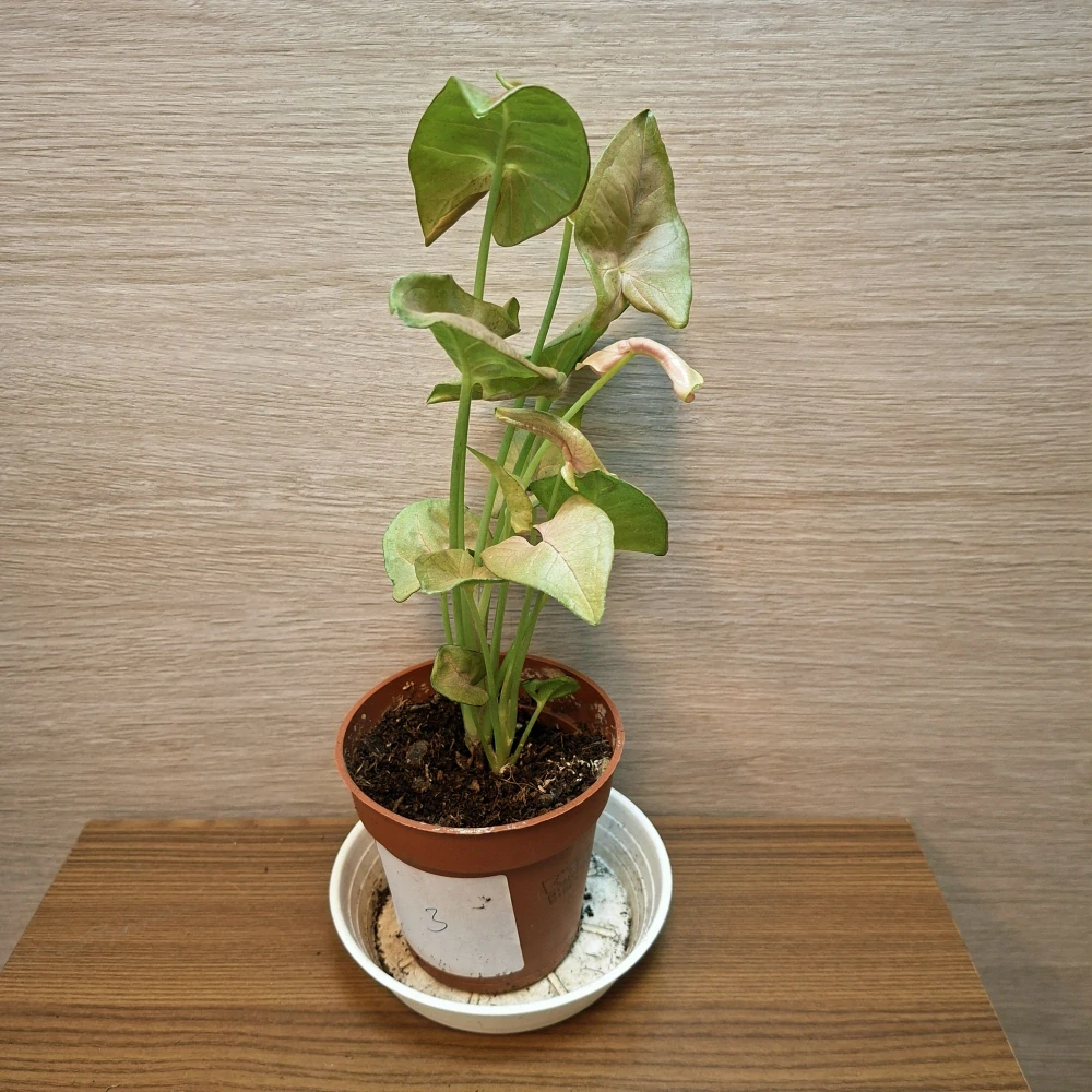 Syngonium Neon č3