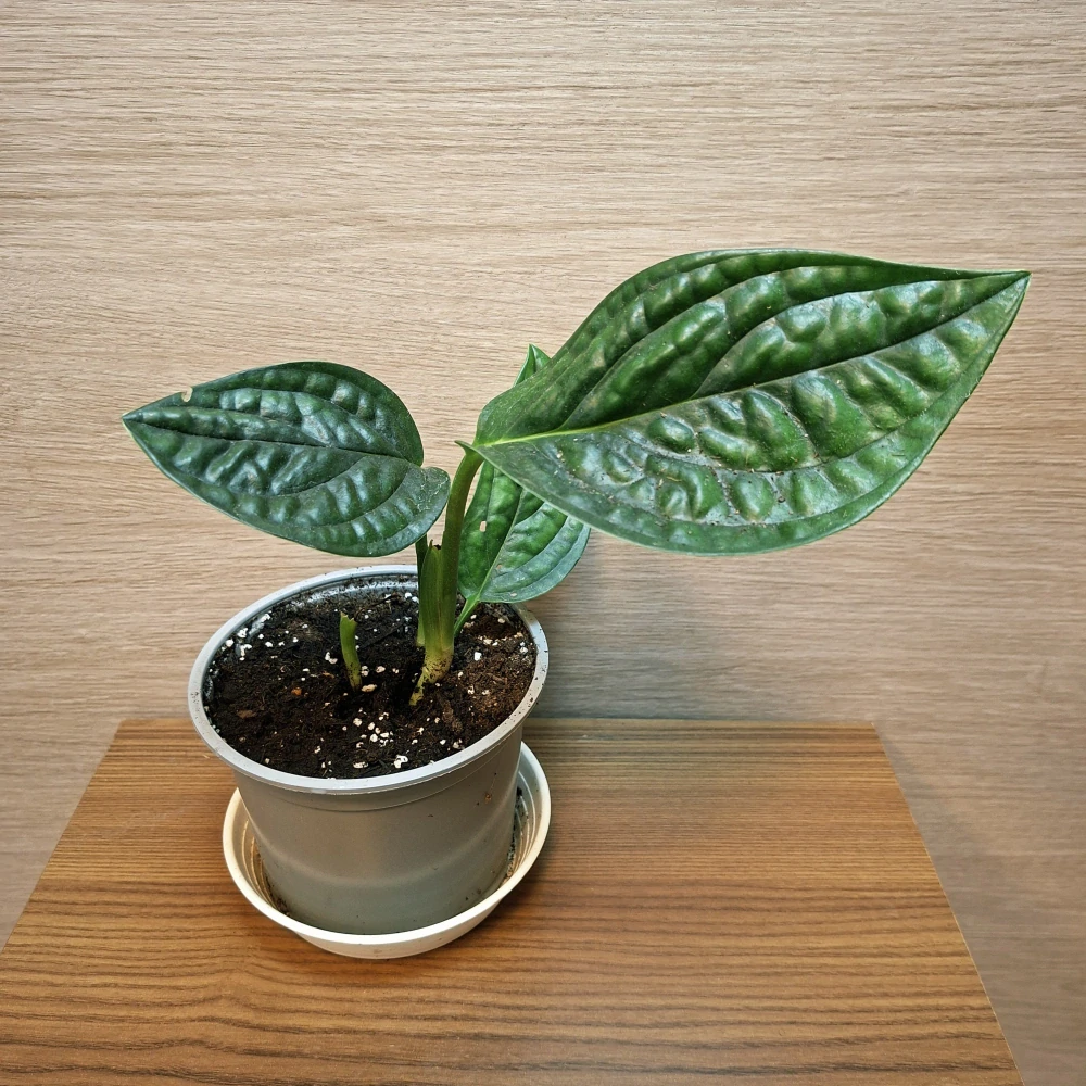 Monstera Karstenianum Peru "S" č1