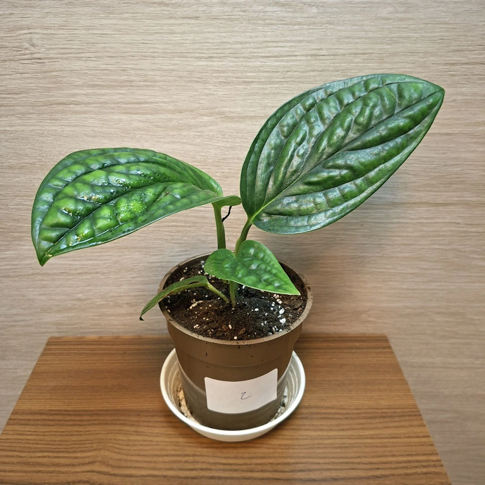 Monstera Karstenianum Peru "S" č2