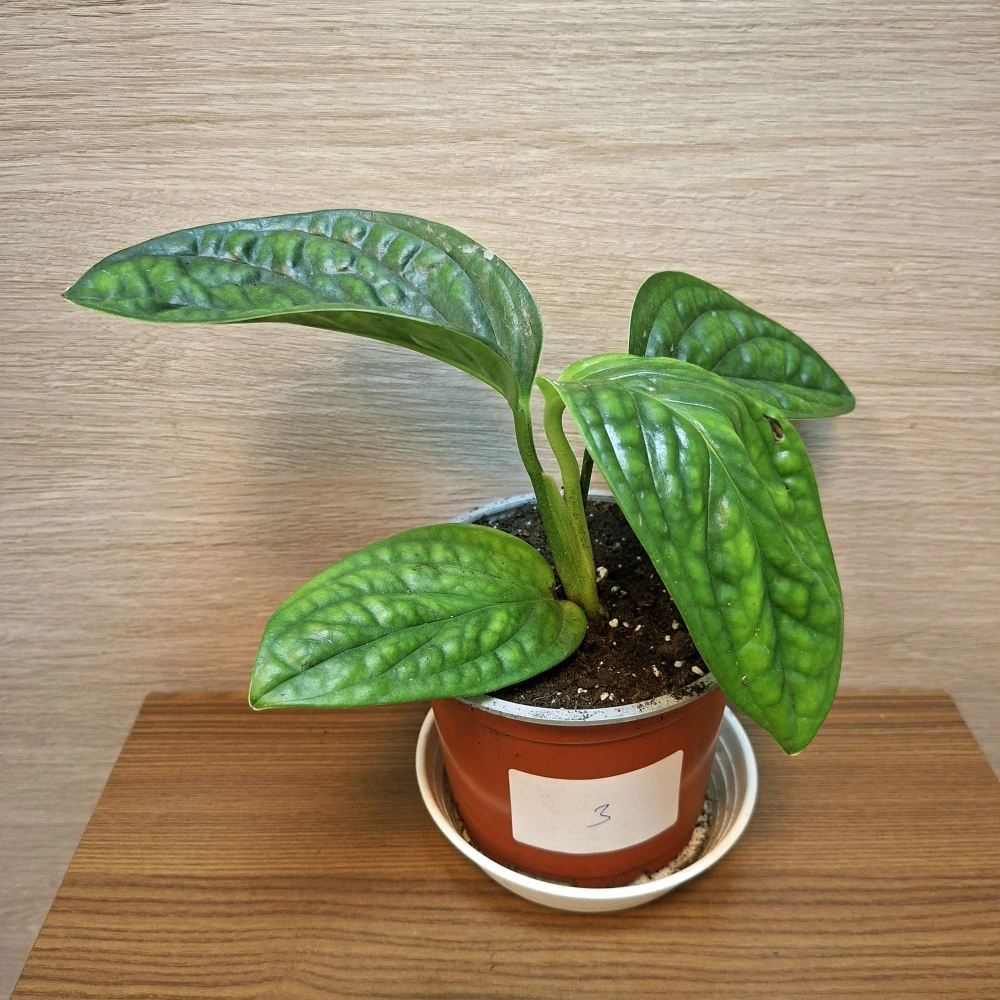 Monstera Karstenianum Peru "S" č3
