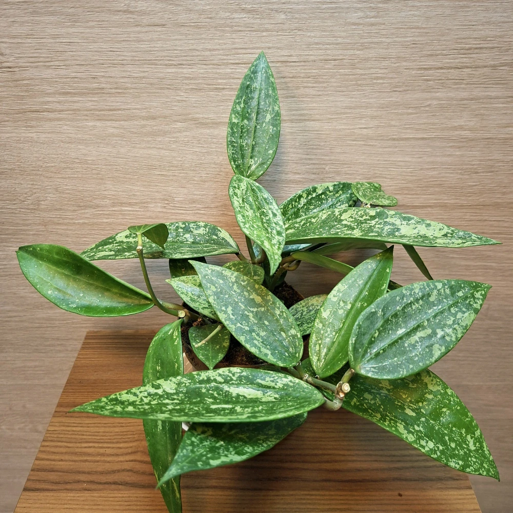 Hoya Pubicalyx Silver Splash