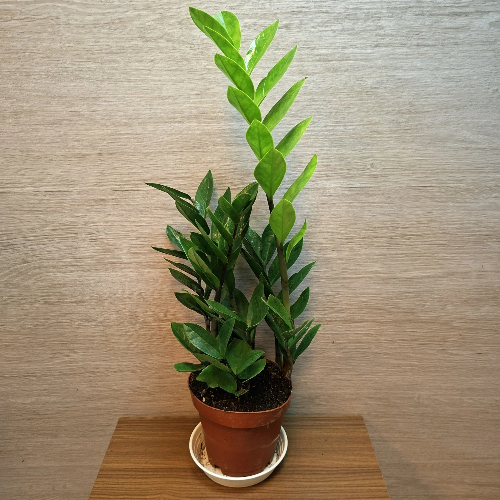Zamioculcas Zamiifolia č1