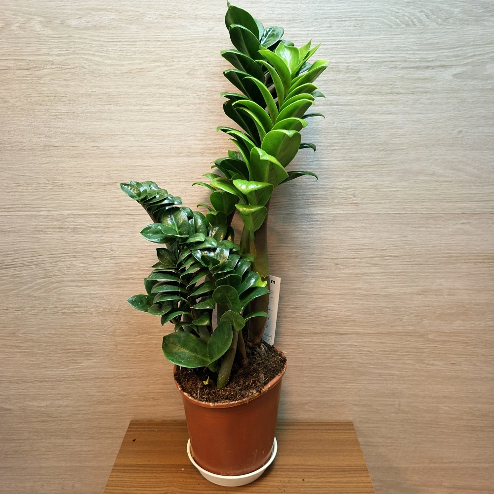 Zamioculcas Zamiifolia Zenzi "L" č1