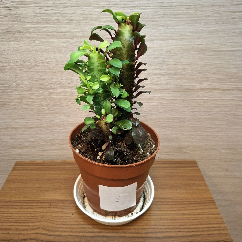 Euphorbia Trigona Rubra č6