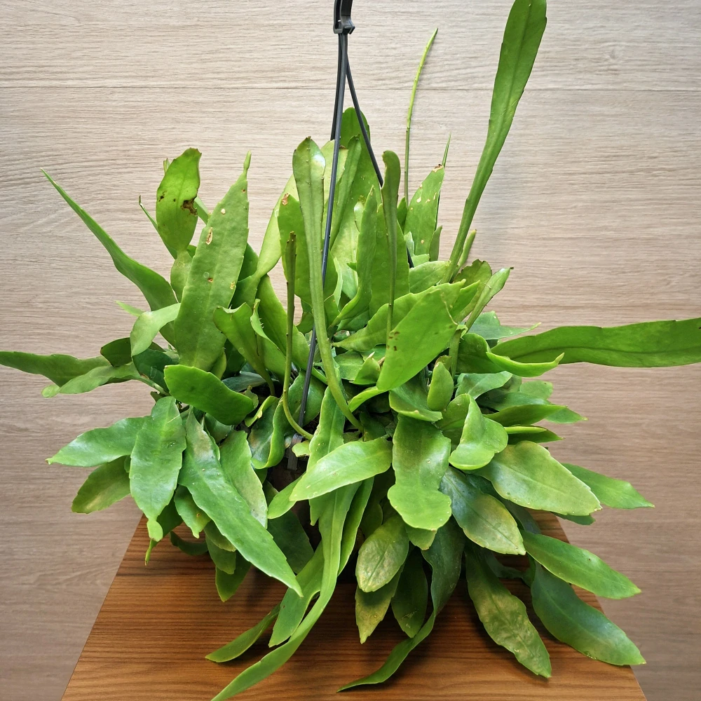 Epiphyllum Pumilum