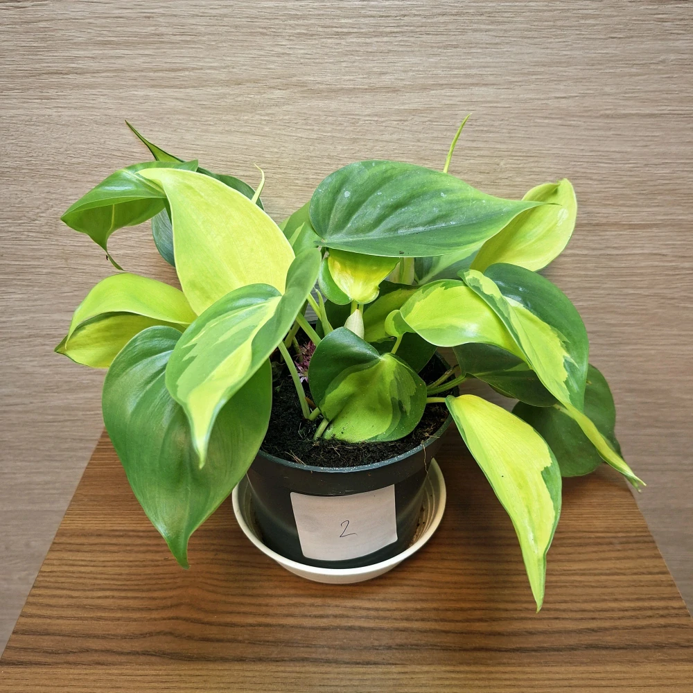 Philodendron Brasil č2