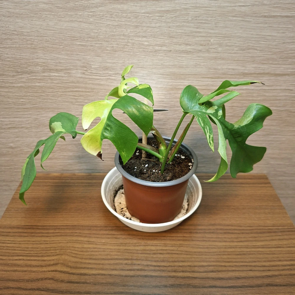 Monstera Minima Variegata "S"