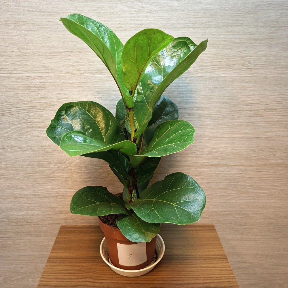 Ficus Lyrata Bambino č2
