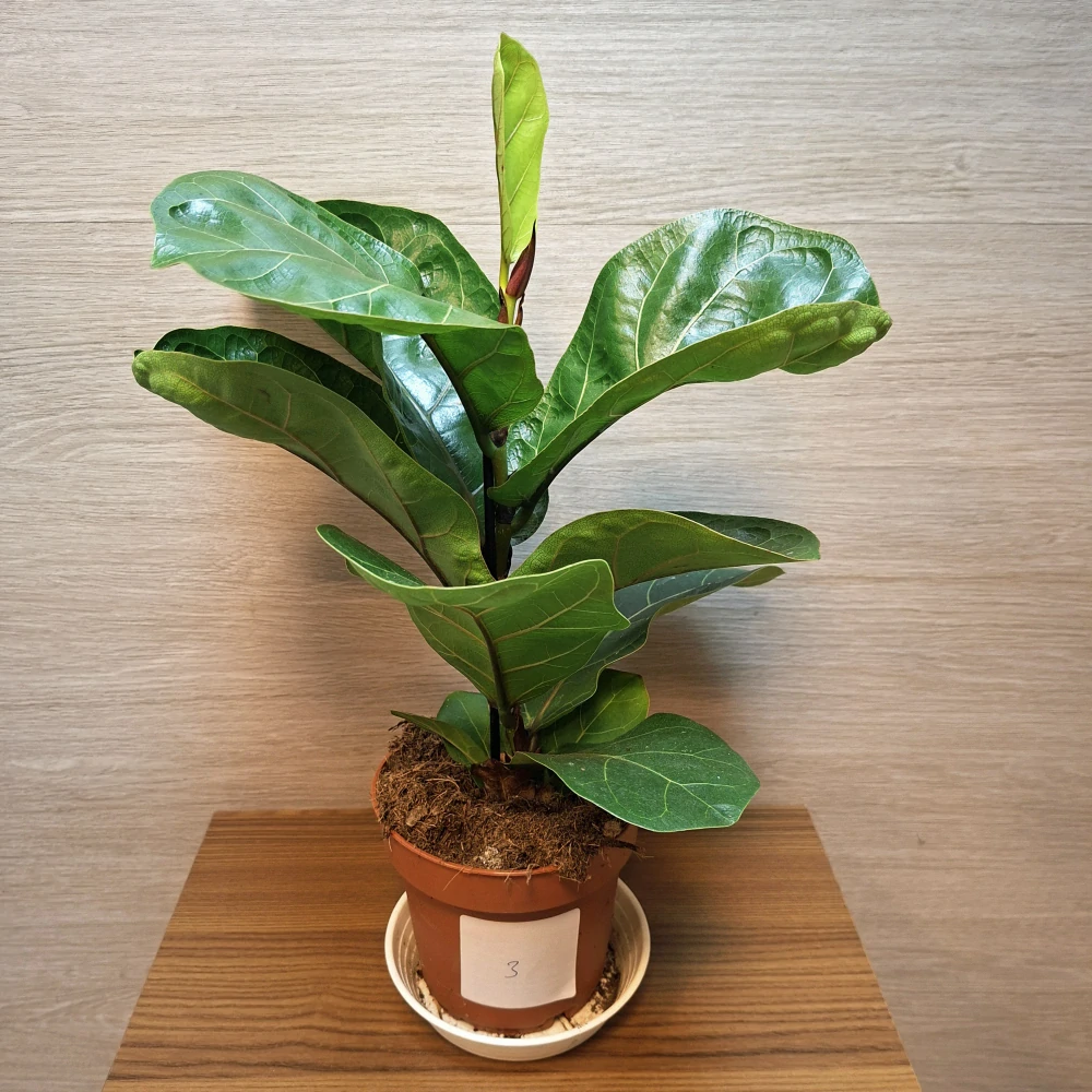 Ficus Lyrata Bambino č3