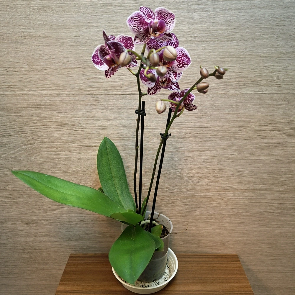 Phalaenopsis Mini