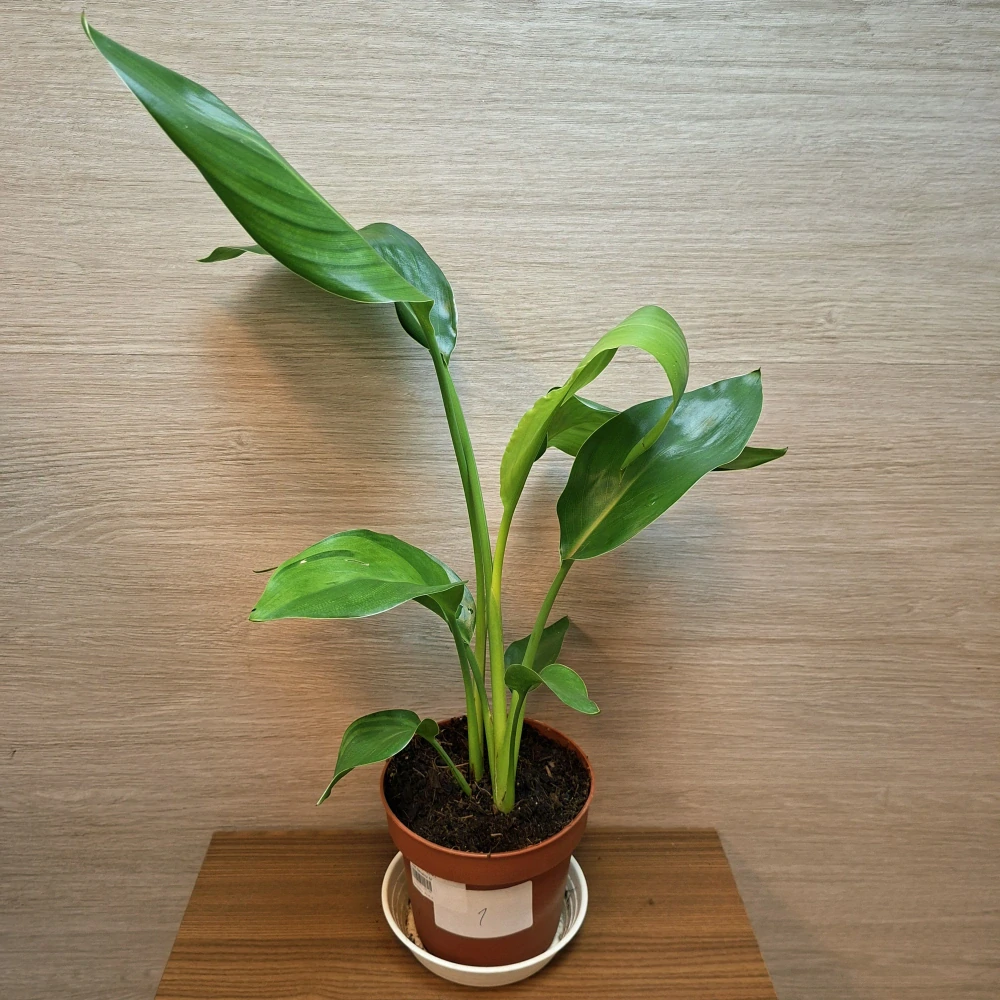 Strelitzia Reginae č1