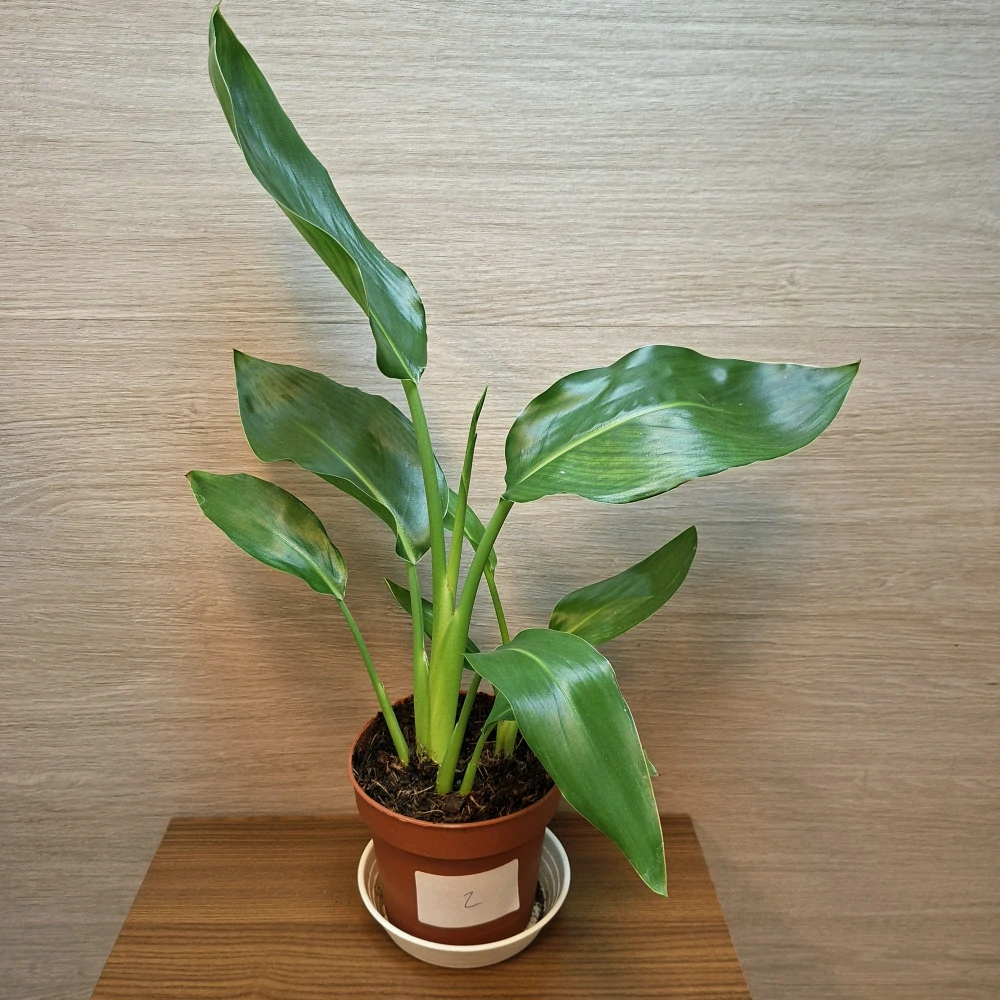 Strelitzia Reginae č2