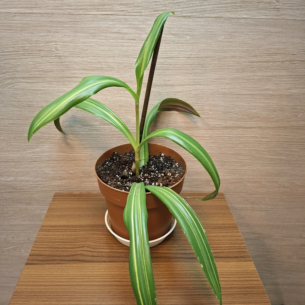 Tradescantia Spathacea